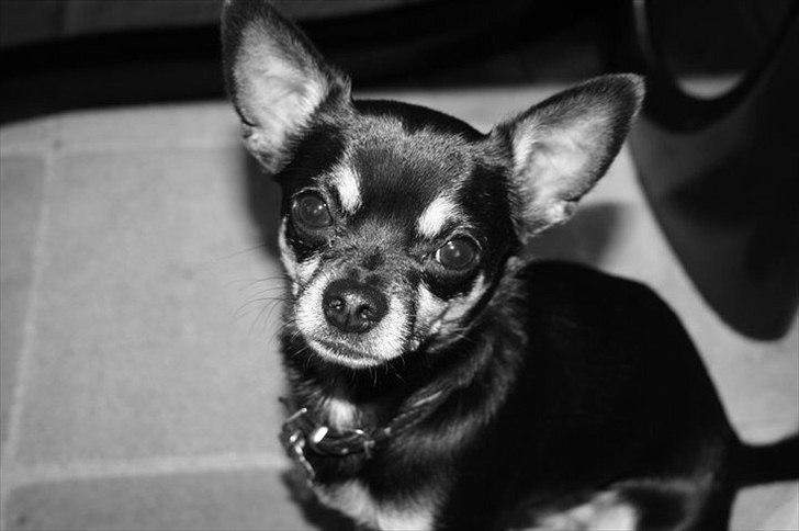 Chihuahua Rex billede 8