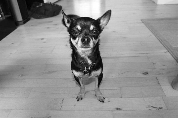 Chihuahua Rex billede 9