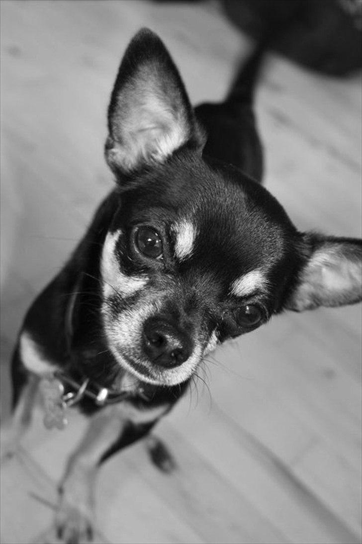 Chihuahua Rex billede 10