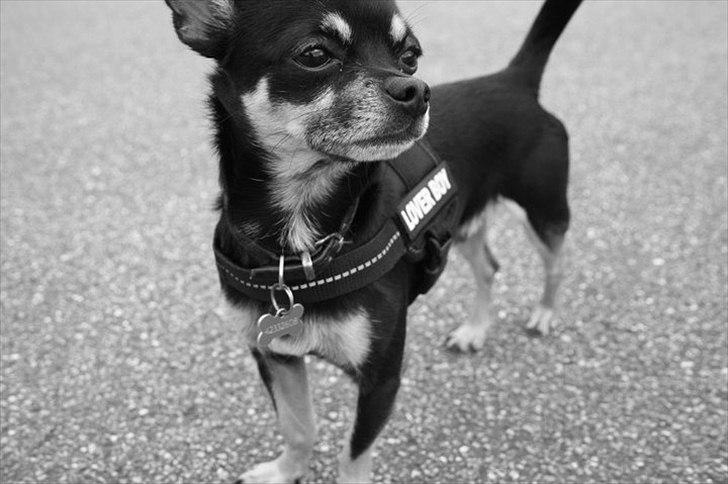 Chihuahua Rex billede 11