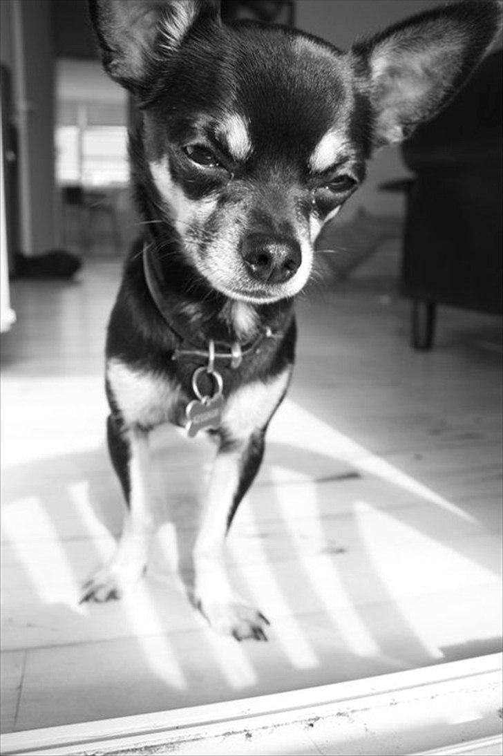 Chihuahua Rex billede 12