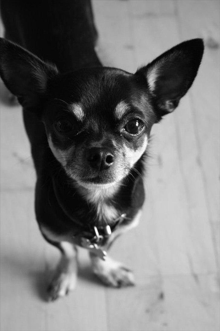 Chihuahua Rex billede 13