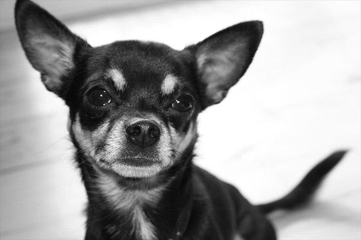 Chihuahua Rex billede 14