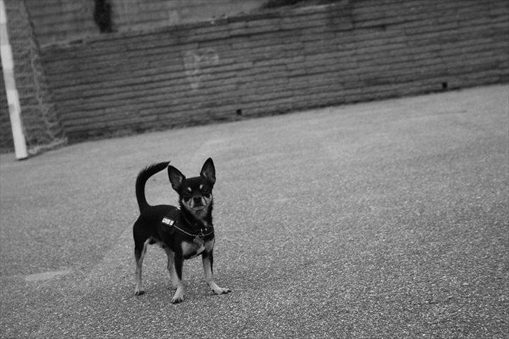 Chihuahua Rex billede 15