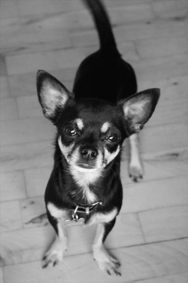 Chihuahua Rex billede 16