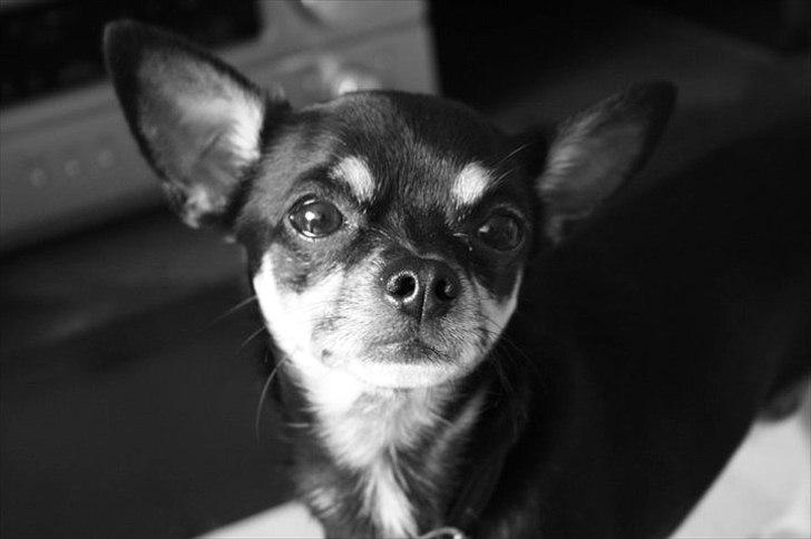 Chihuahua Rex billede 17