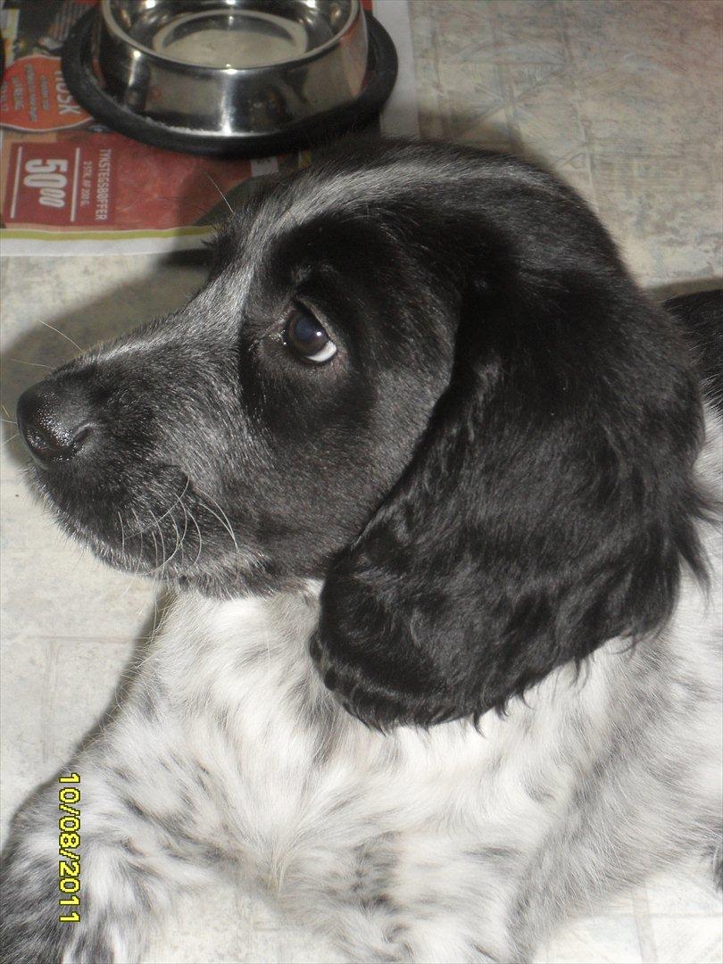 Blanding af racer Chucky billede 1