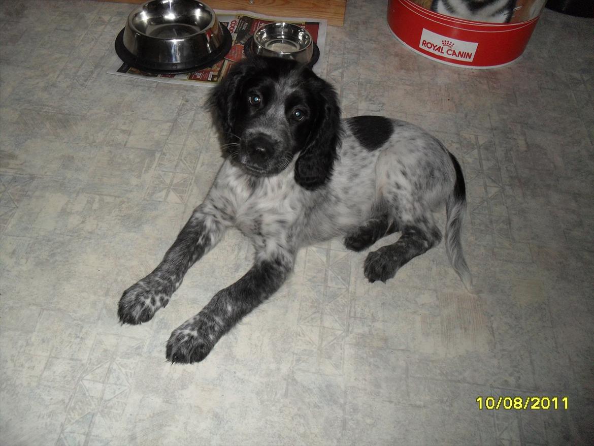 Blanding af racer Chucky billede 2