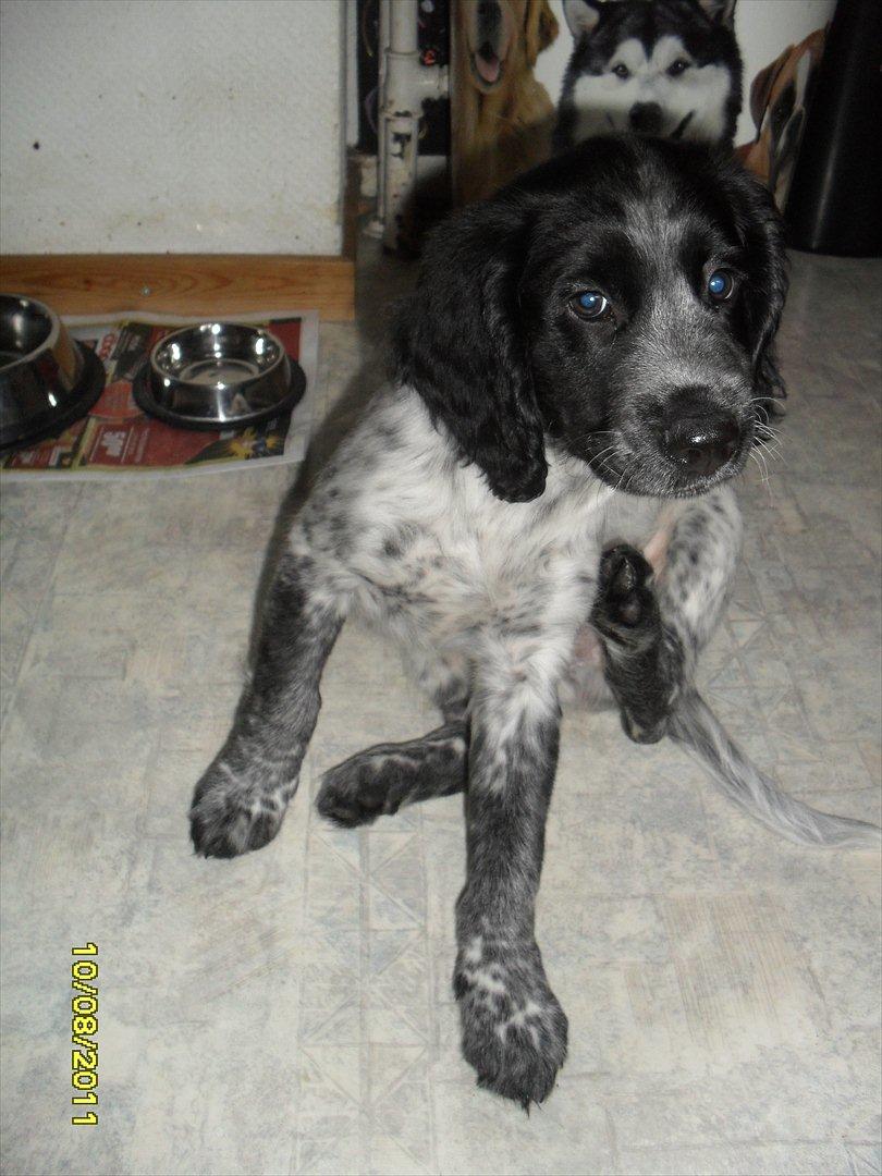 Blanding af racer Chucky billede 3