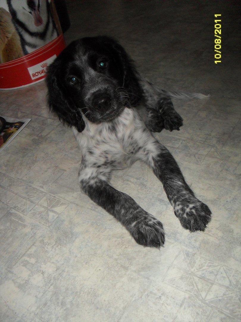 Blanding af racer Chucky billede 4