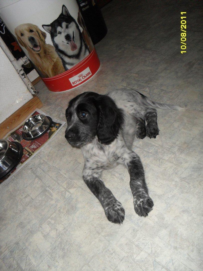 Blanding af racer Chucky billede 5