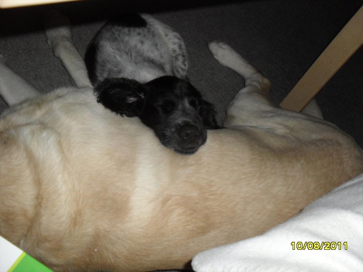 Blanding af racer Chucky billede 6