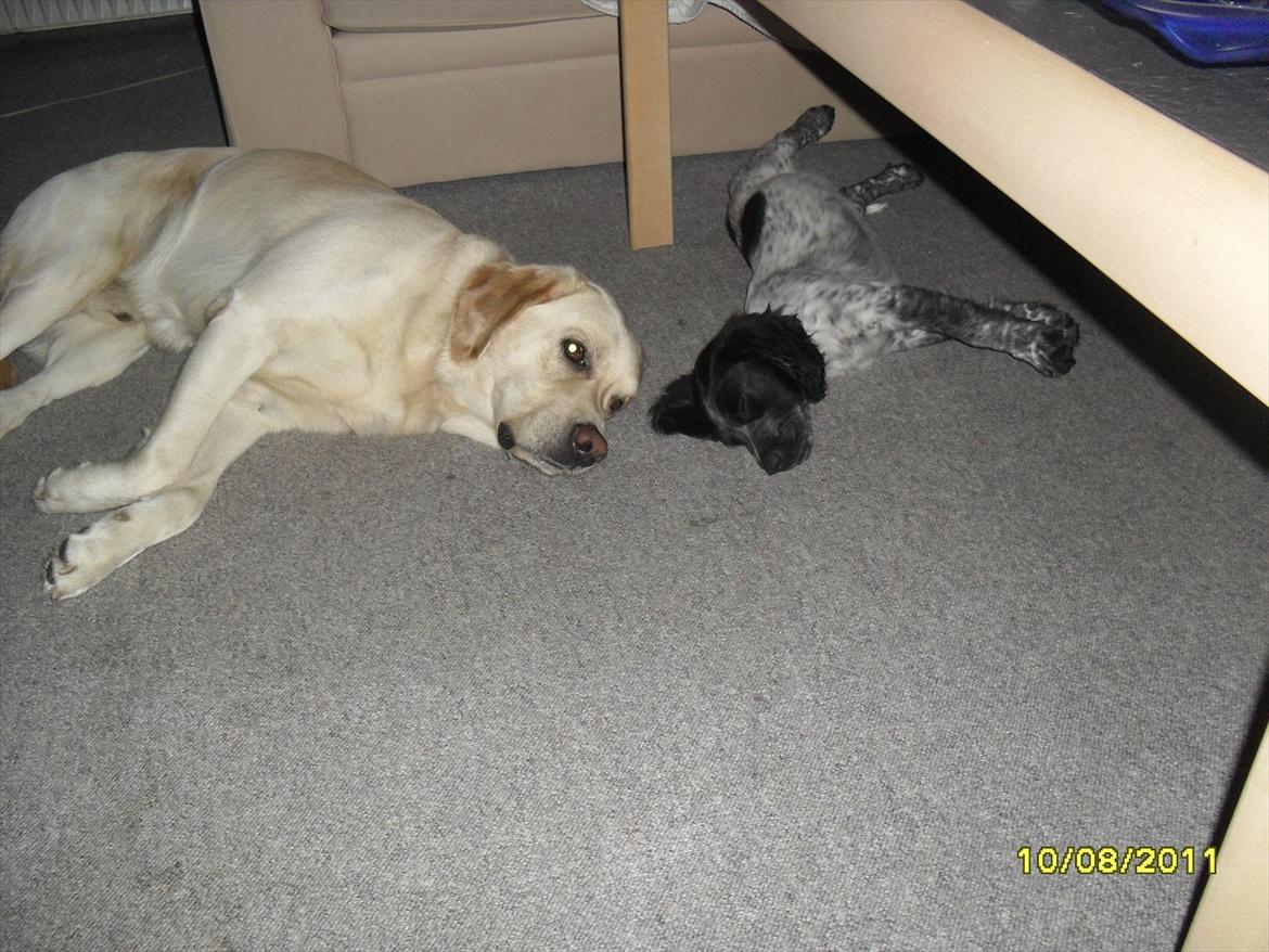 Blanding af racer Chucky billede 7