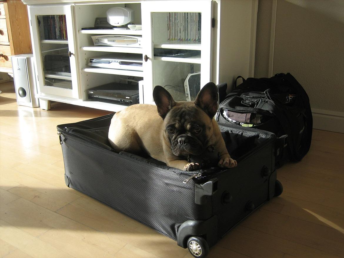 Fransk bulldog Lilly billede 17