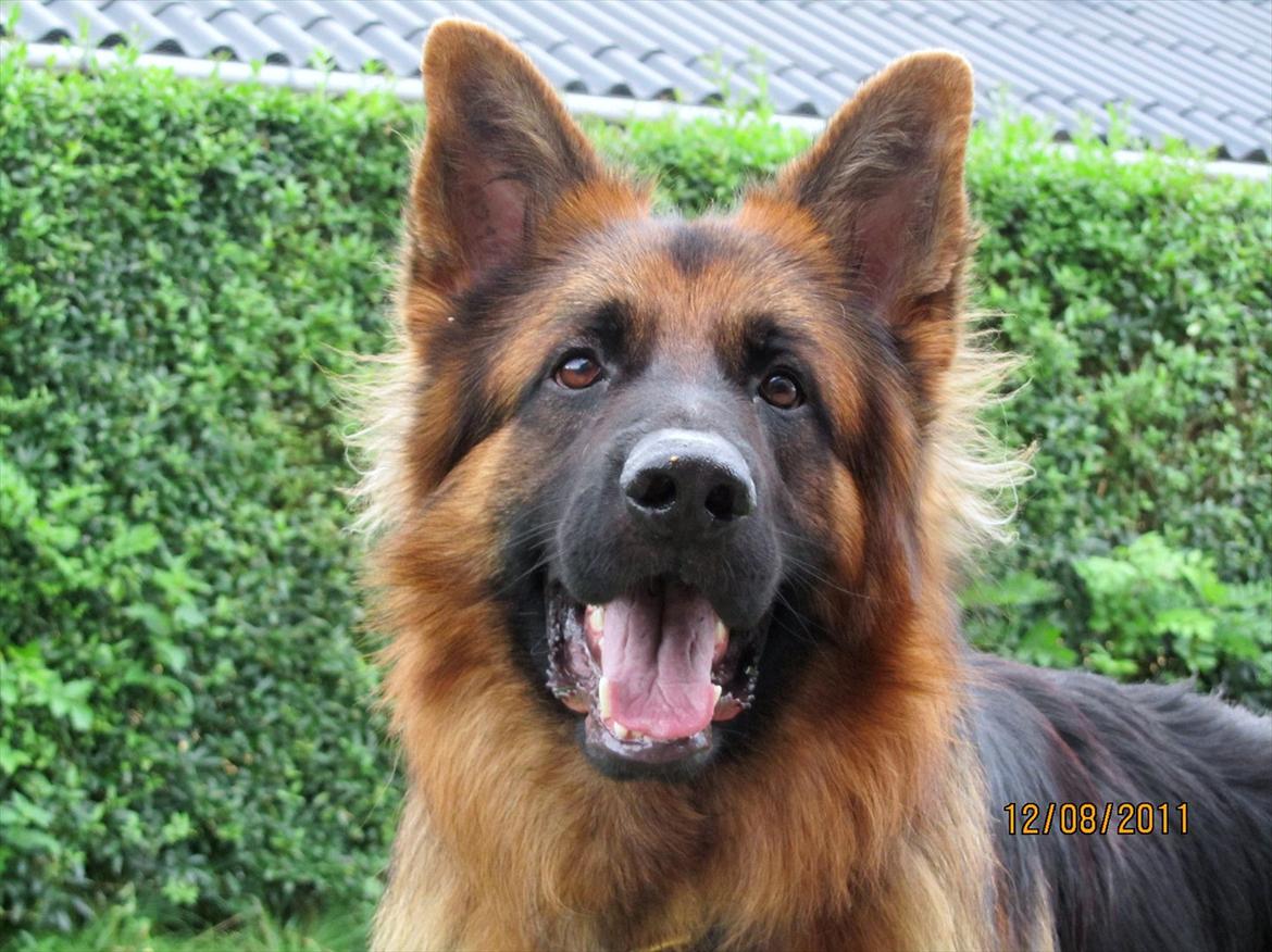 Schæferhund Victor - Hej og velkommen til min profil,
Jeg hedder Victor ;o) billede 1