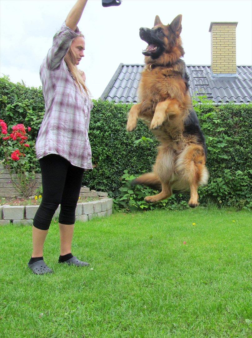 Schæferhund Victor - Se lige hvor høj jeg kan hoppe.....jubiiiiii billede 11