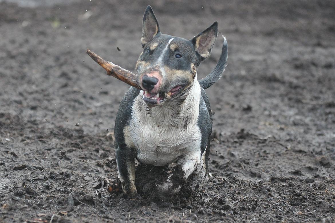 Bullterrier miniature Elton billede 13