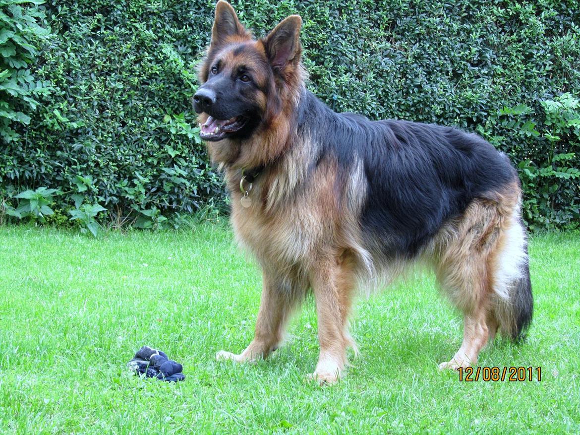 Schæferhund Victor - Tak fordi du gad at ser forbi ;o) billede 20