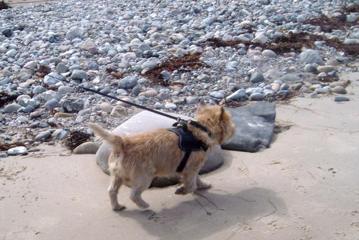 Cairn terrier Fidel - Det er ok med en tur ved vandet, men jeg skal bare ikke for tæt på det der våde vand. billede 8