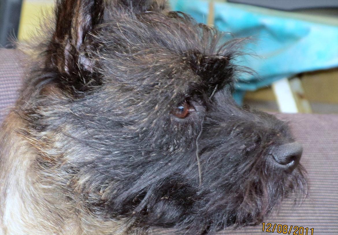 Cairn terrier Tyson - Suk hvor jeg bare nyder at ligge ude i min have. billede 19