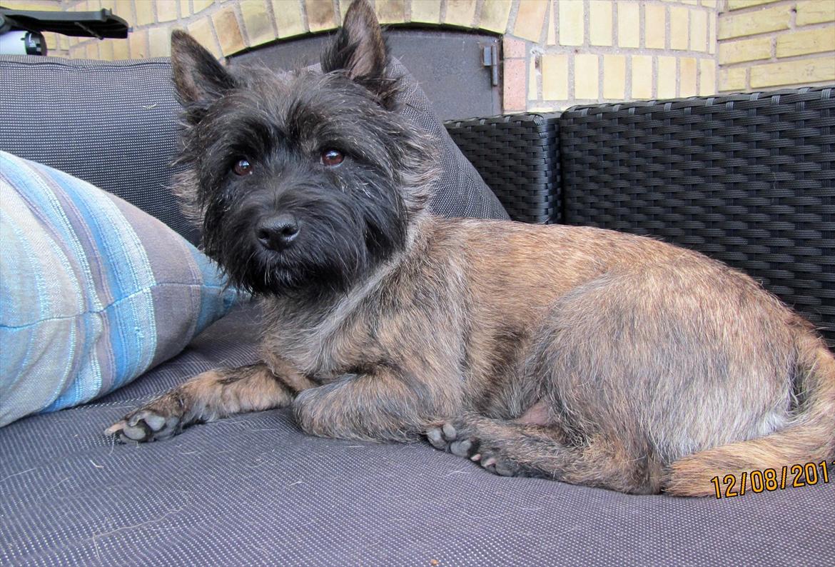 Cairn terrier Tyson - Er bare glad for den nye havesofa, her kan jeg ligge og nyde livet ;o) billede 18