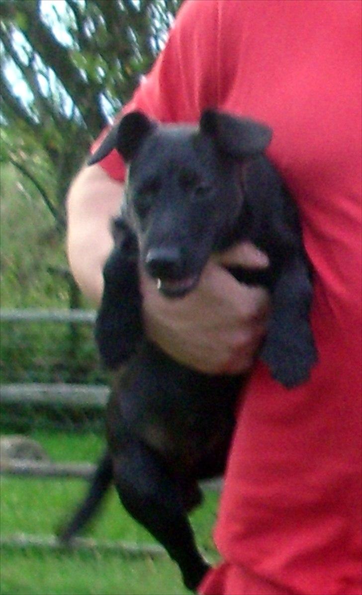 Patterdale terrier Tulle billede 1