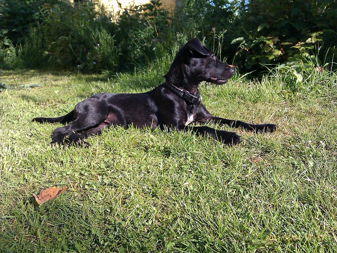 Patterdale terrier Tulle - Tulle i haven billede 5