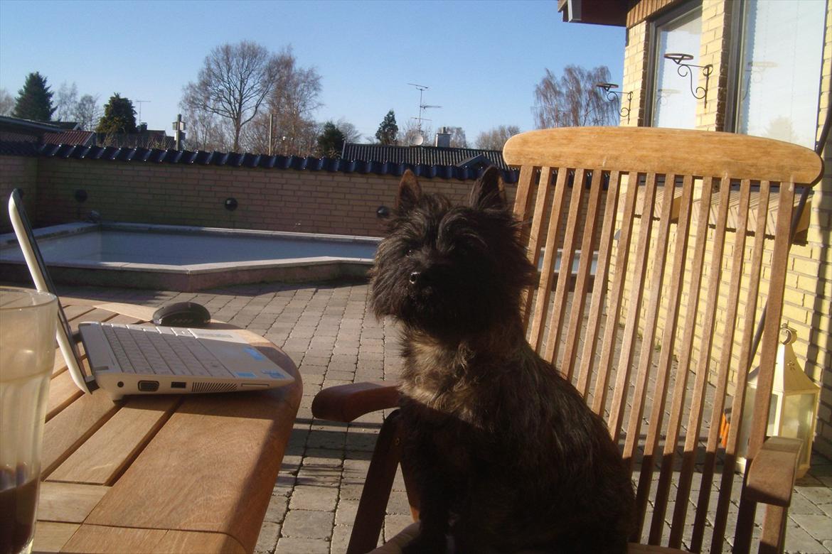Cairn terrier Tyson - tak fordi du gad at kigge på min profil ;o) billede 20