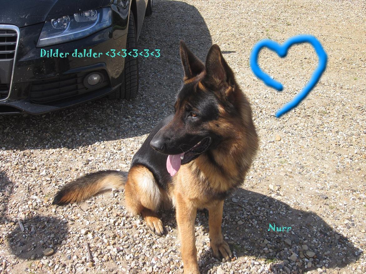Schæferhund Diesel<3 Den vilde:-* billede 14