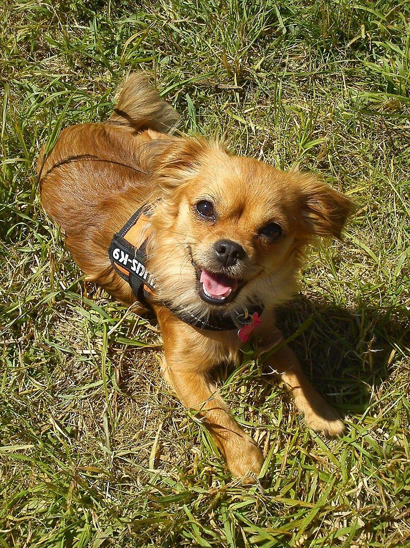 Blanding af racer Lilo billede 17