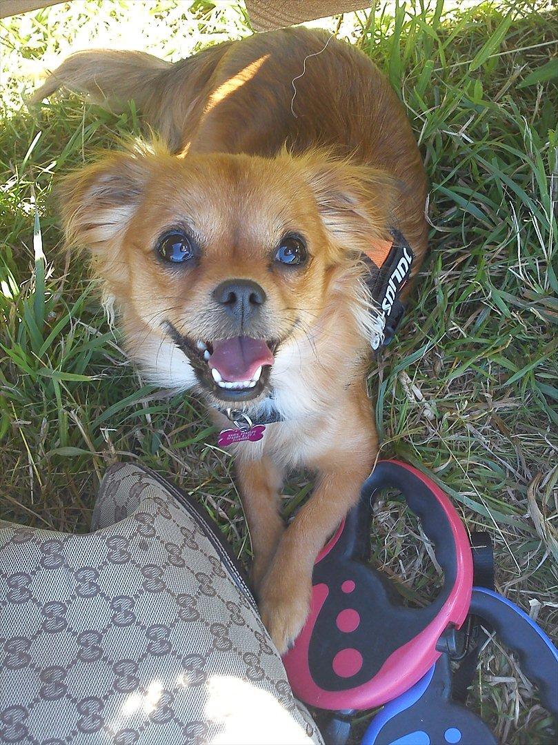 Blanding af racer Lilo billede 1