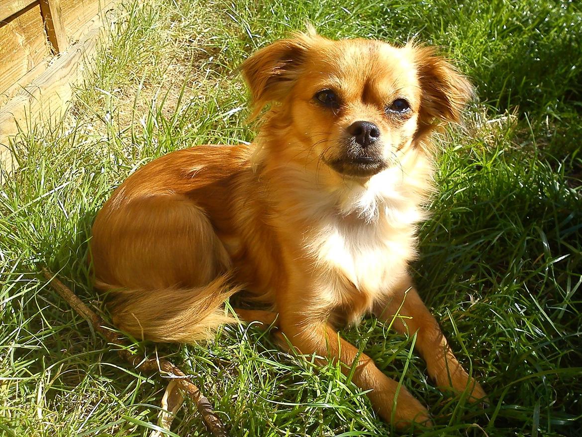 Blanding af racer Lilo billede 18