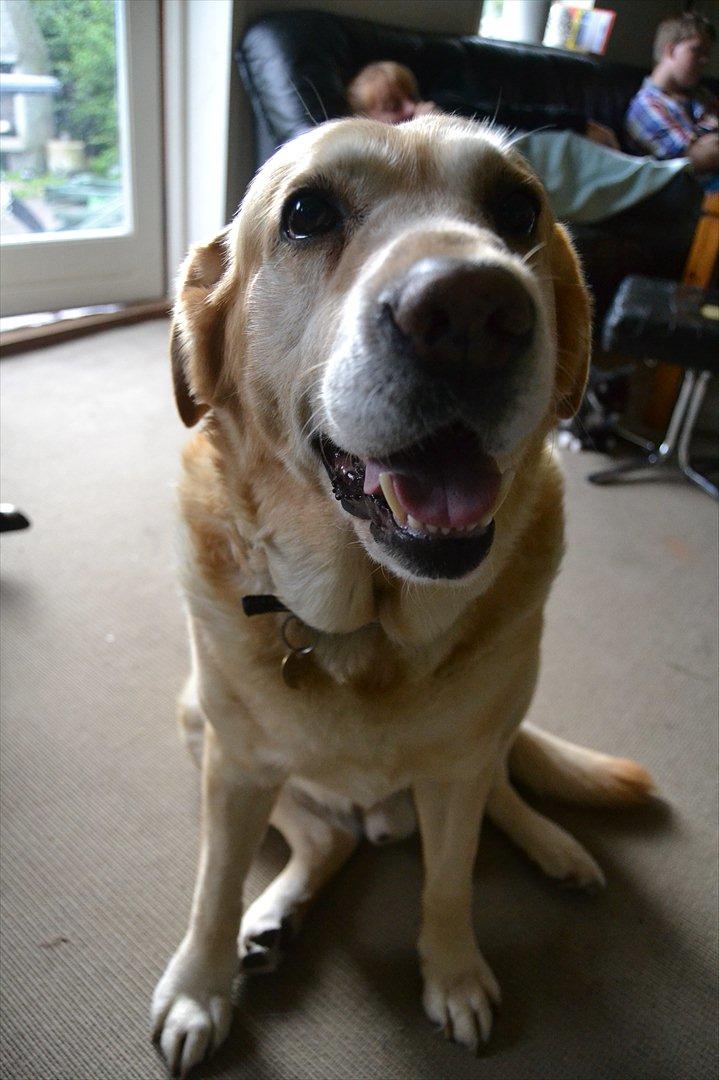 Labrador retriever |Skipper  billede 3