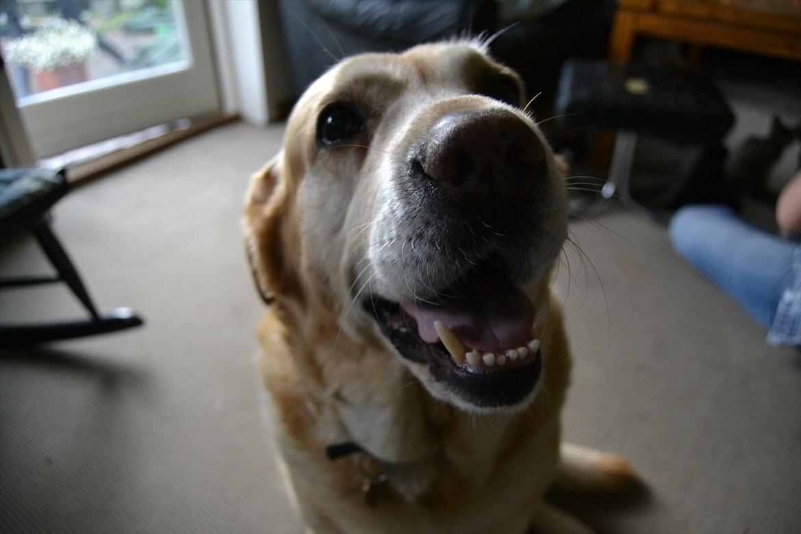 Labrador retriever |Skipper  billede 1