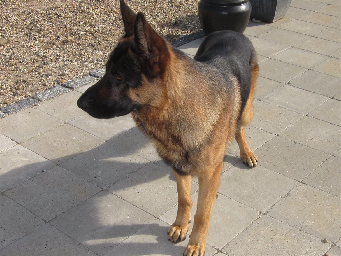 Schæferhund Diesel<3 Den vilde:-* billede 15