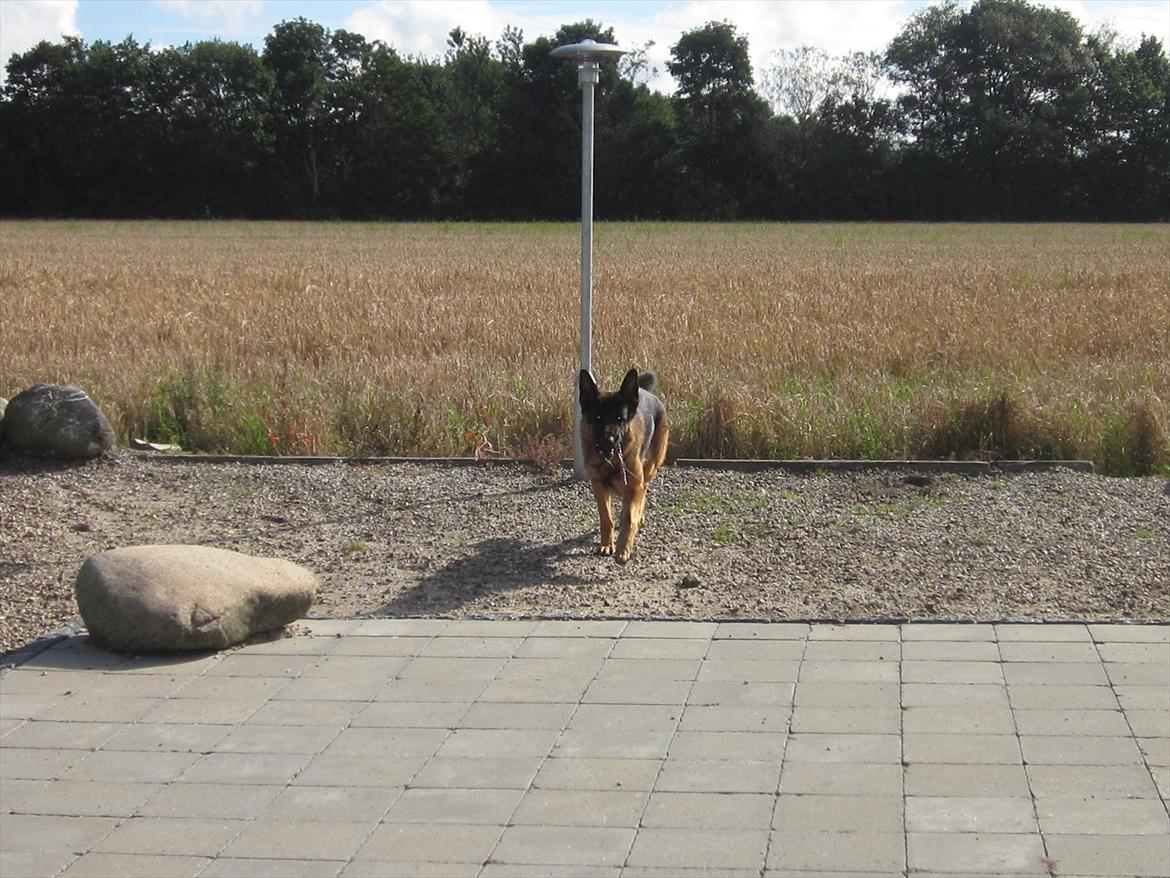 Schæferhund Diesel<3 Den vilde:-* billede 16