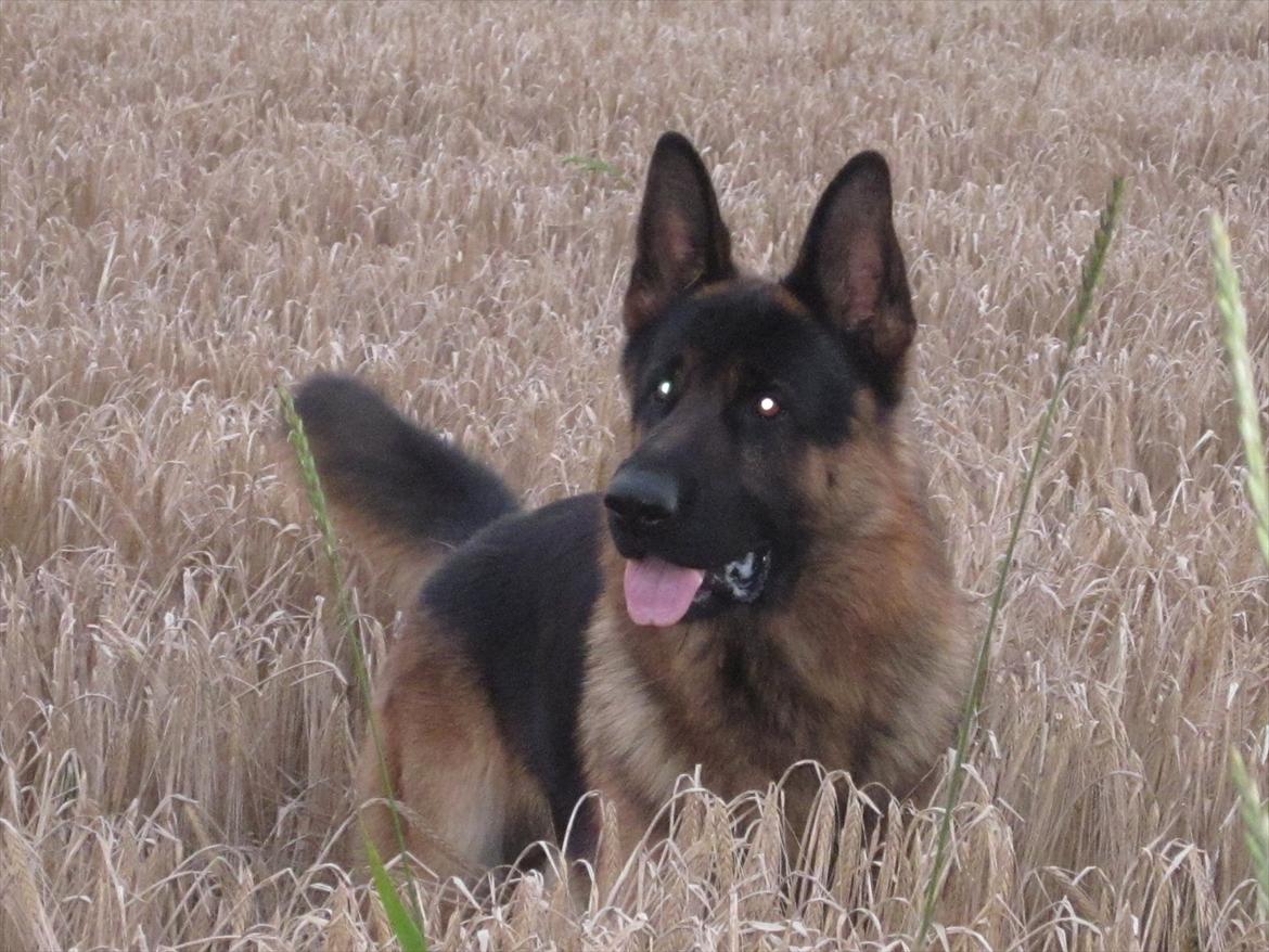 Schæferhund Diesel<3 Den vilde:-* - Velkommen til Diesel's profil! <3 billede 1