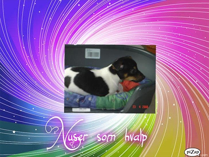 Jack russell terrier Nuser billede 1