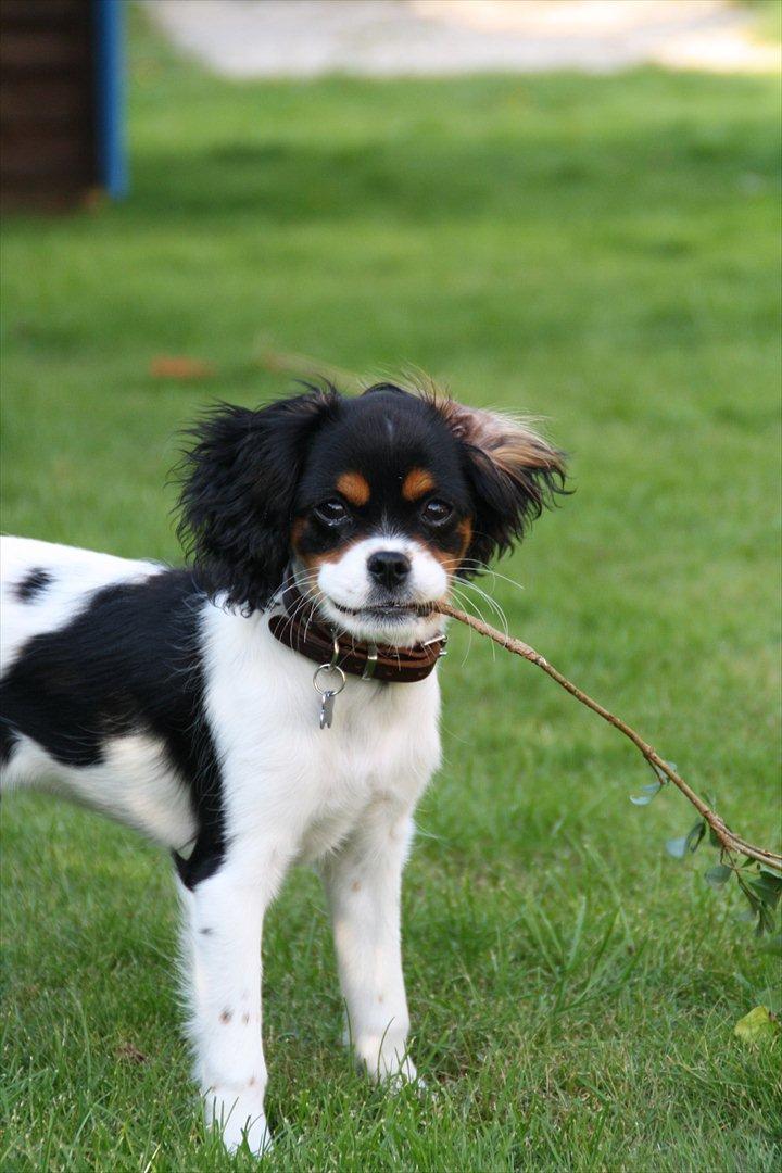 Cavalier king charles spaniel Sako billede 1