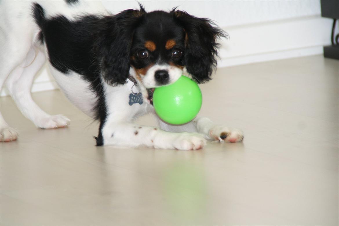 Cavalier king charles spaniel Sako billede 2