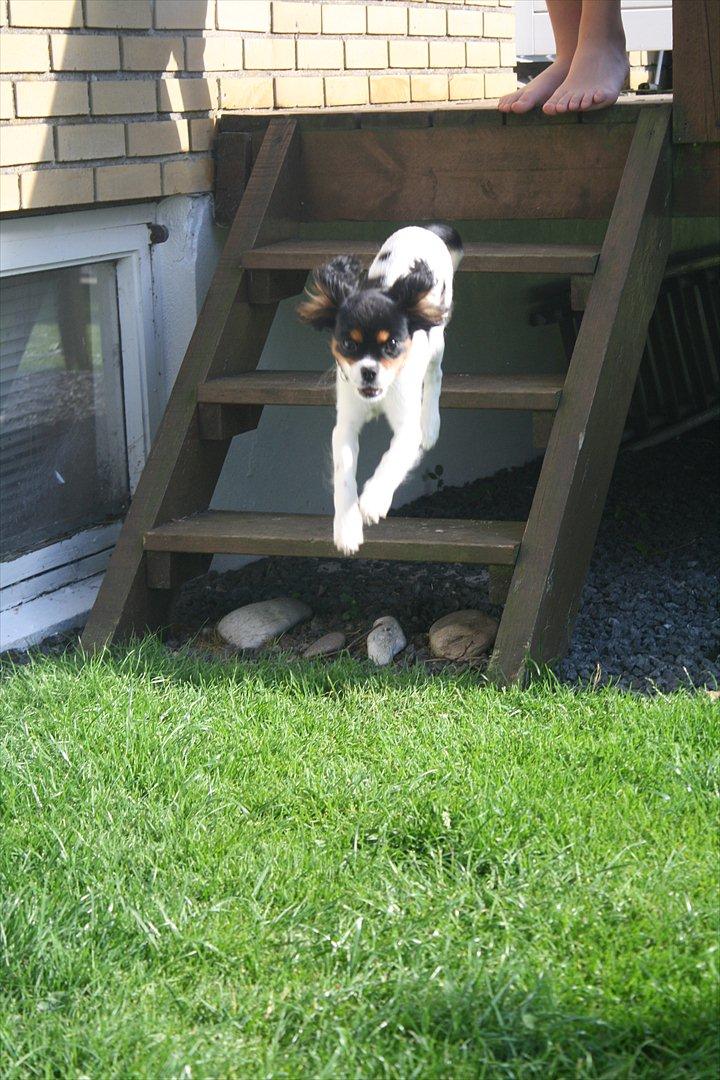 Cavalier king charles spaniel Sako billede 3