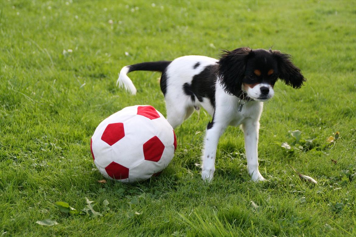 Cavalier king charles spaniel Sako billede 4