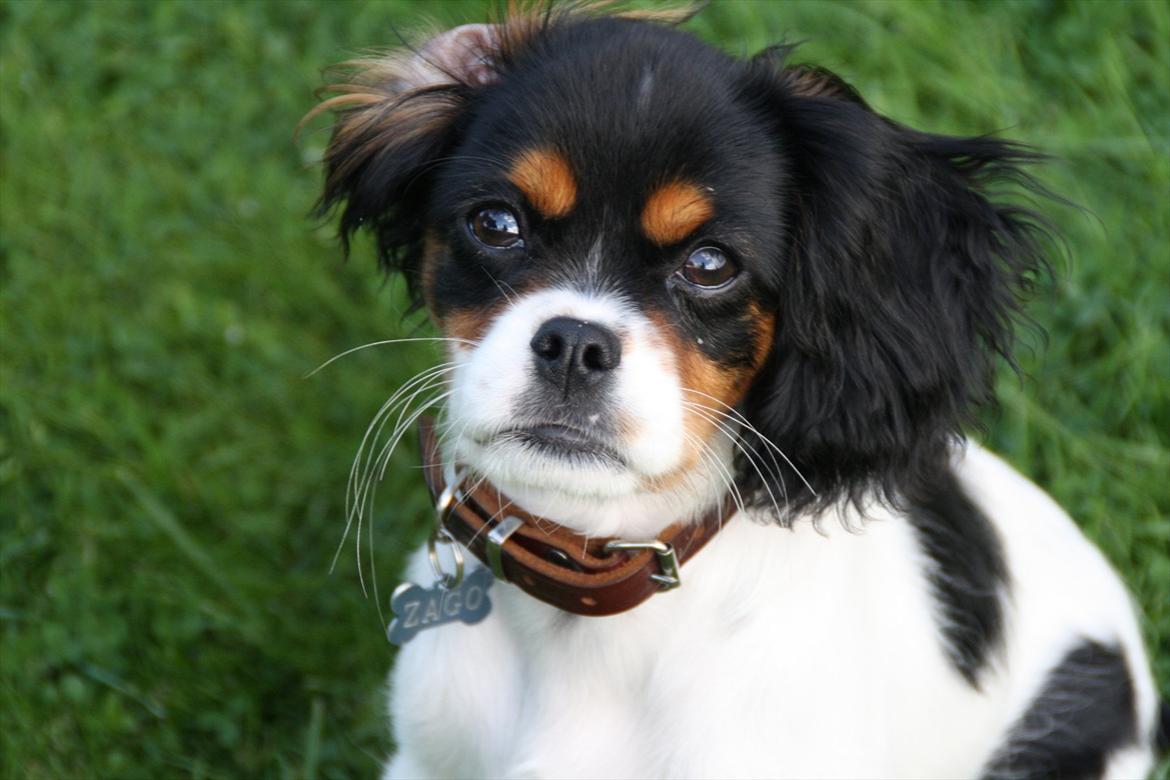 Cavalier king charles spaniel Sako billede 5