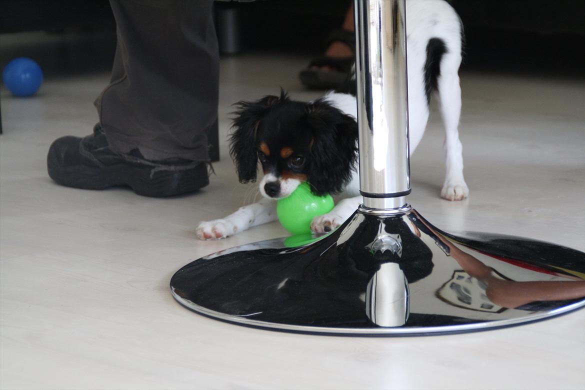 Cavalier king charles spaniel Sako billede 6