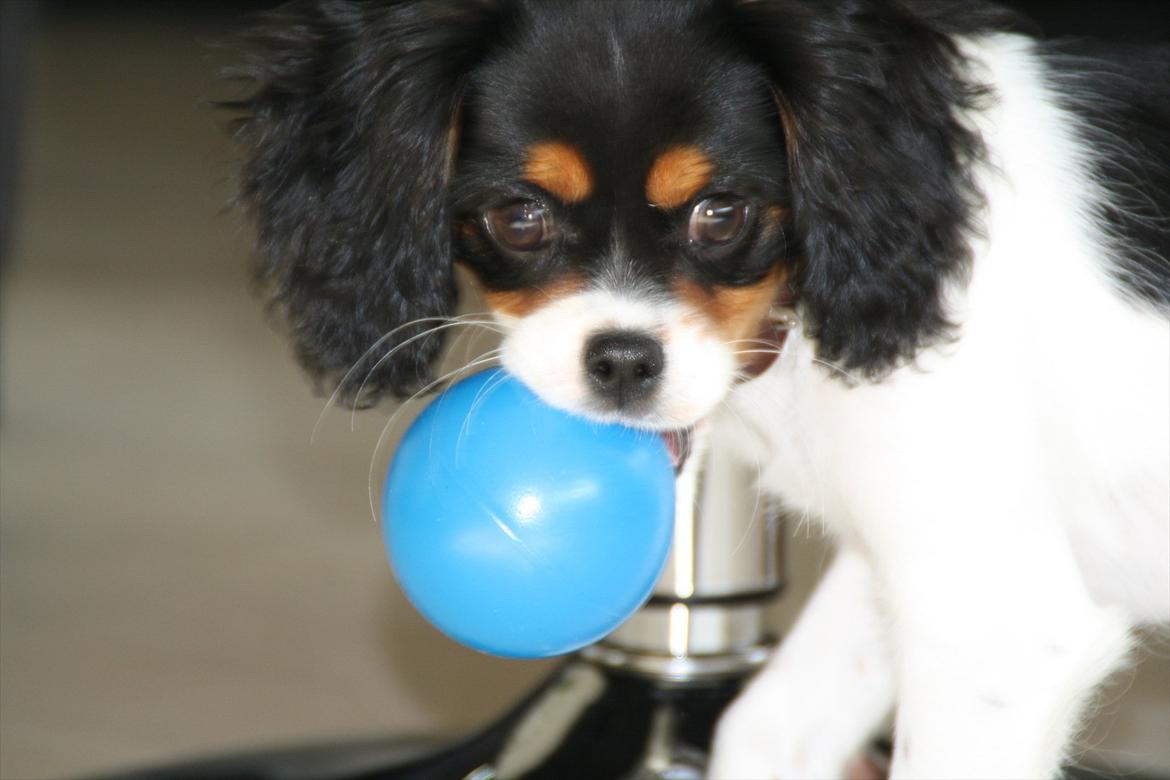 Cavalier king charles spaniel Sako billede 7