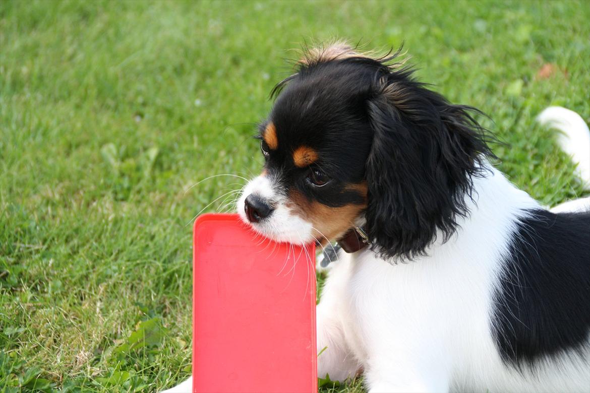 Cavalier king charles spaniel Sako billede 8
