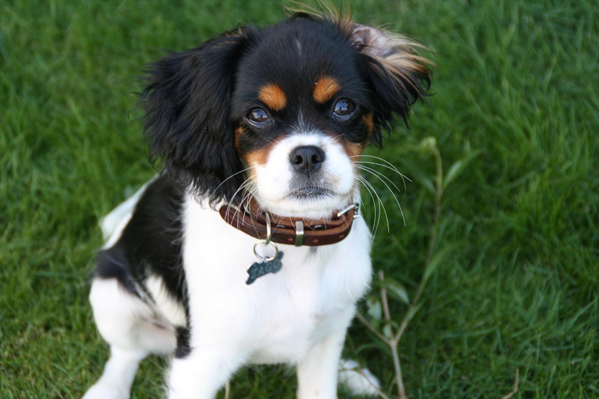 Cavalier king charles spaniel Sako billede 9
