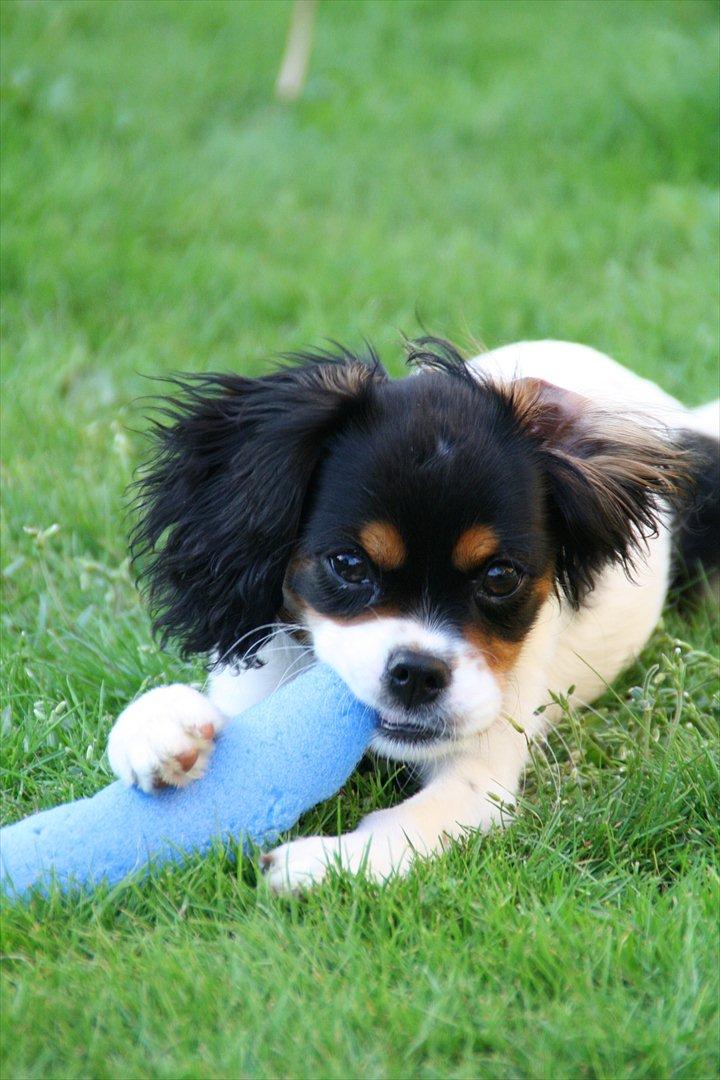 Cavalier king charles spaniel Sako billede 10