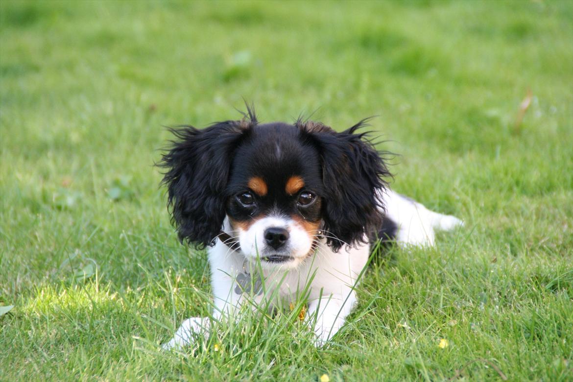 Cavalier king charles spaniel Sako billede 11