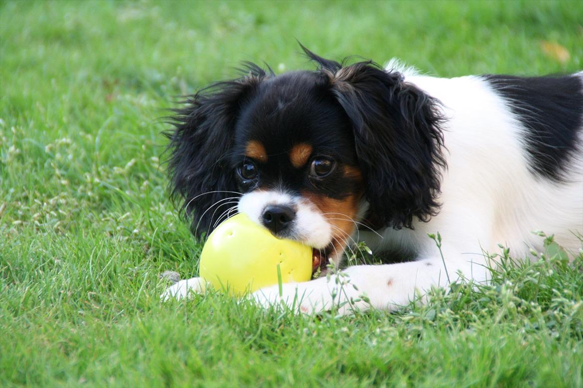 Cavalier king charles spaniel Sako billede 12
